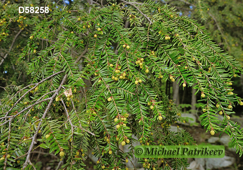 Eastern Hemlock (Tsuga canadensis)